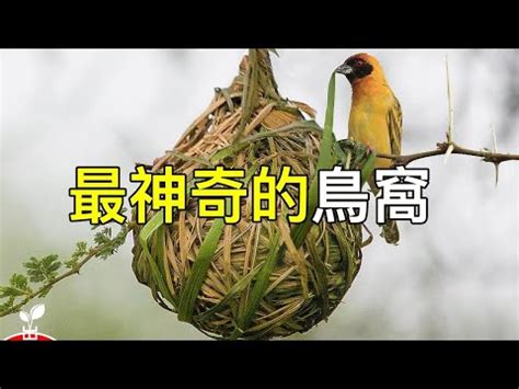 築巢 風水|鳥巢風水：家居好運大提升